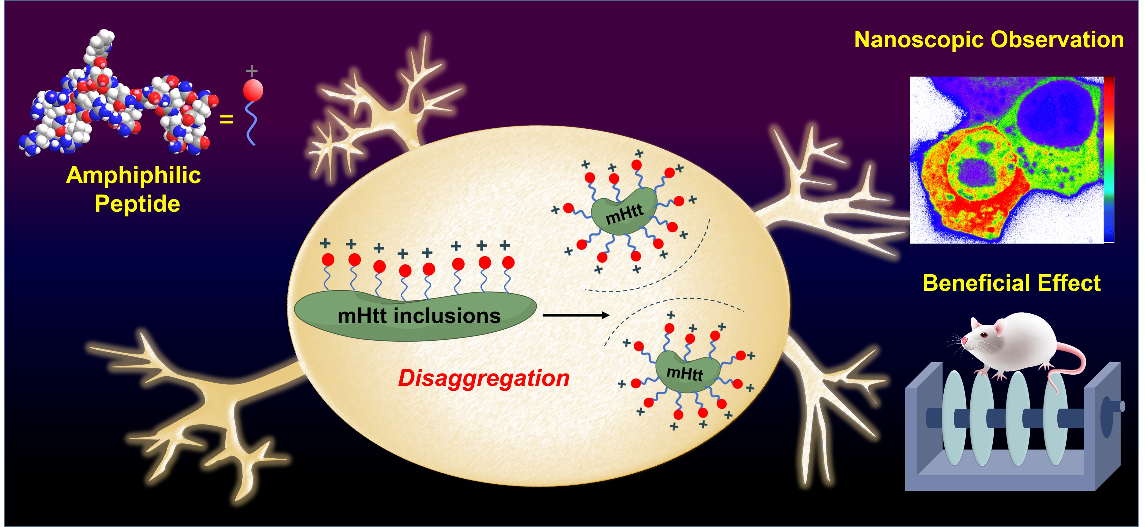 Figure 1. The amphiphilic peptide can perturb the oligomer assembly of mHtt through the charge repulsion, ameliorate mHtt-induced neurological damage, and rescue the memory deficit.